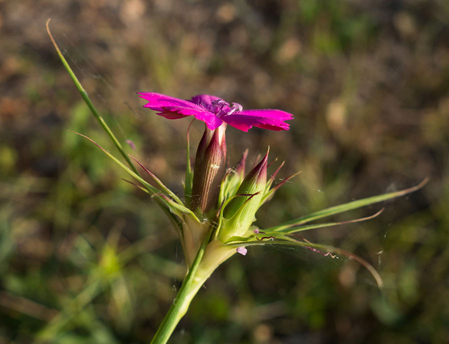 Dianthus da identificare: Dianthus cfr. carthusianorum